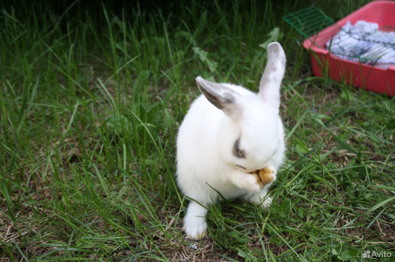 Маленький домашний декоративный кролик 3 месяца купить на Зозу.ру - фотография № 4