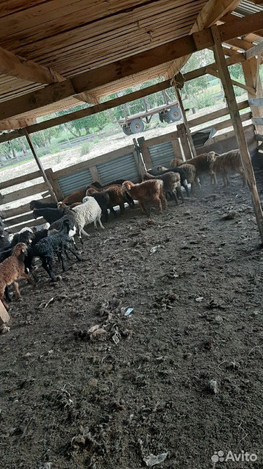 Овцы бараны козы козлы купить на Зозу.ру - фотография № 2