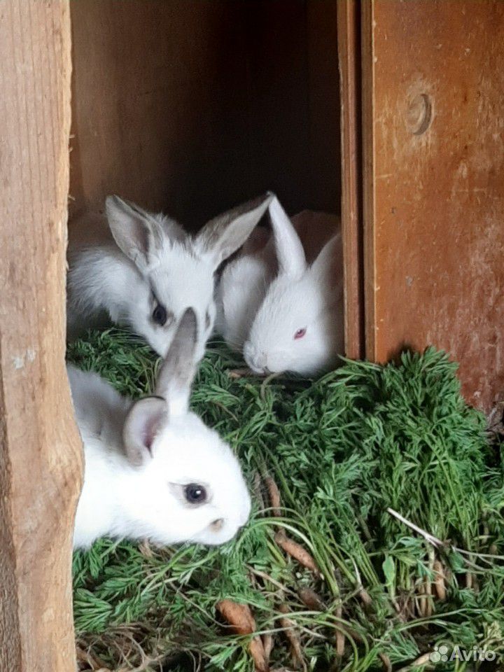 Кролики (Бабочки, чисто белые) купить на Зозу.ру - фотография № 5