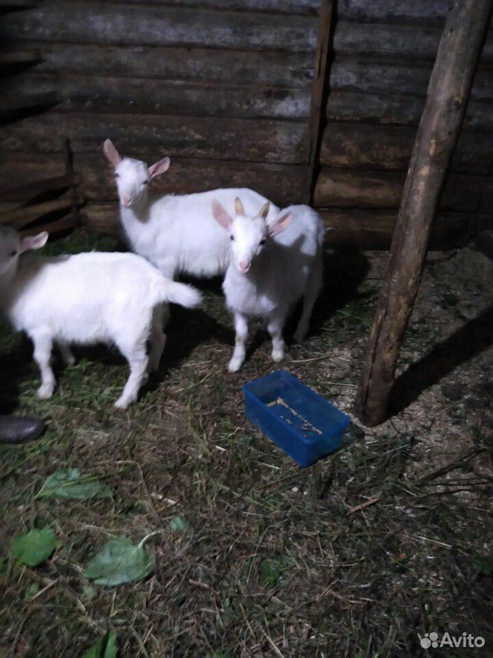 Козлята заинские купить на Зозу.ру - фотография № 1