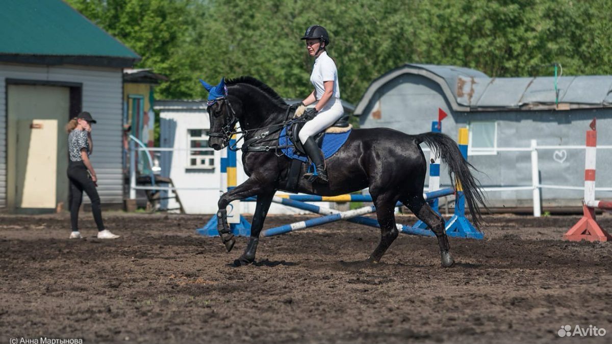 Лошадь Продается купить на Зозу.ру - фотография № 5
