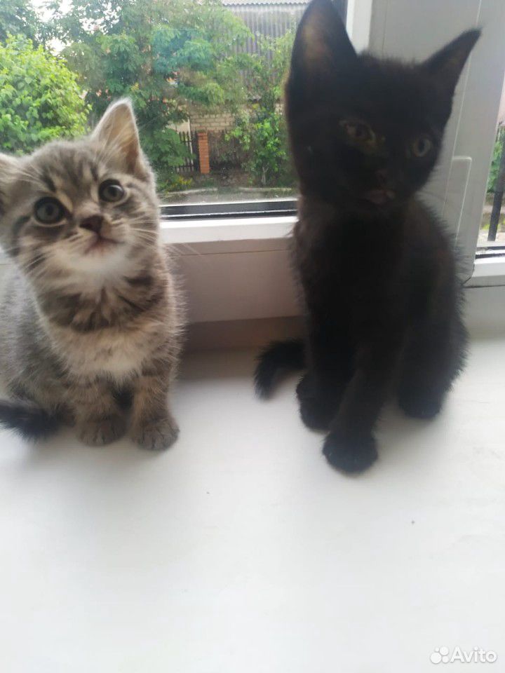 Два милых котёнка купить на Зозу.ру - фотография № 5