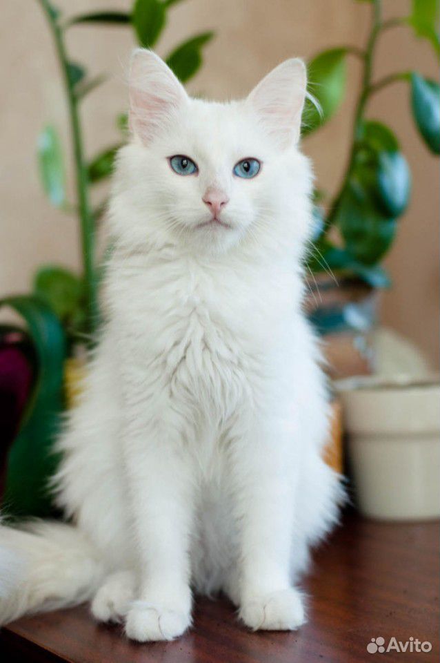 Сибирские котята купить на Зозу.ру - фотография № 3