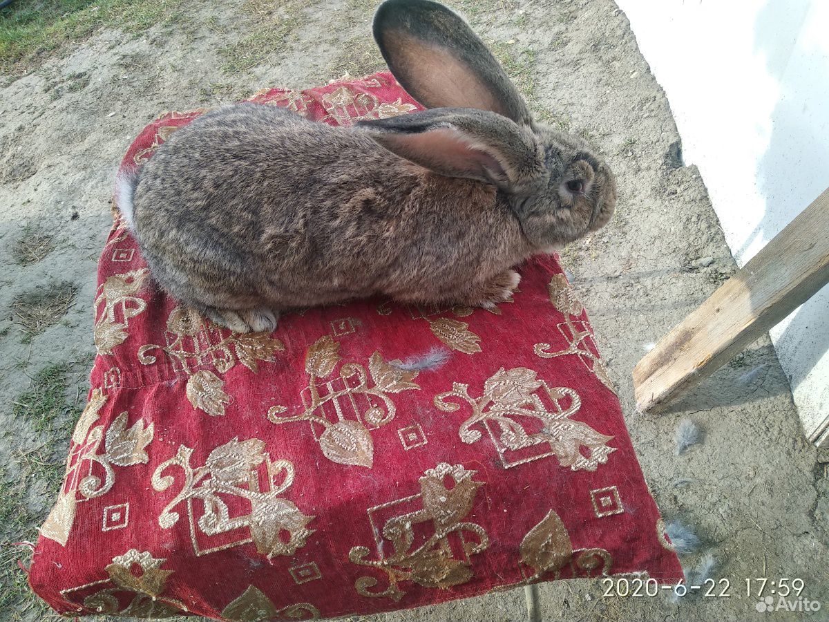 Кролики фландеры купить на Зозу.ру - фотография № 4