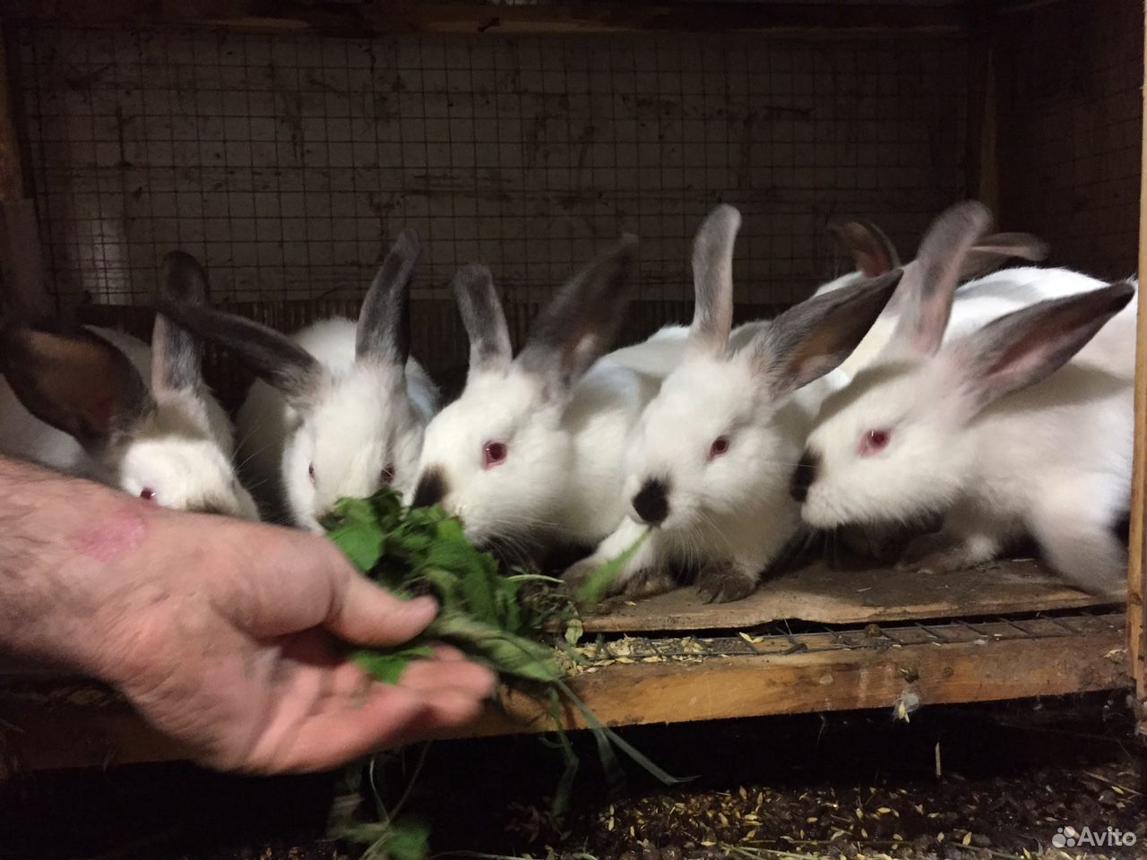 Кролики калифорнийские купить на Зозу.ру - фотография № 2