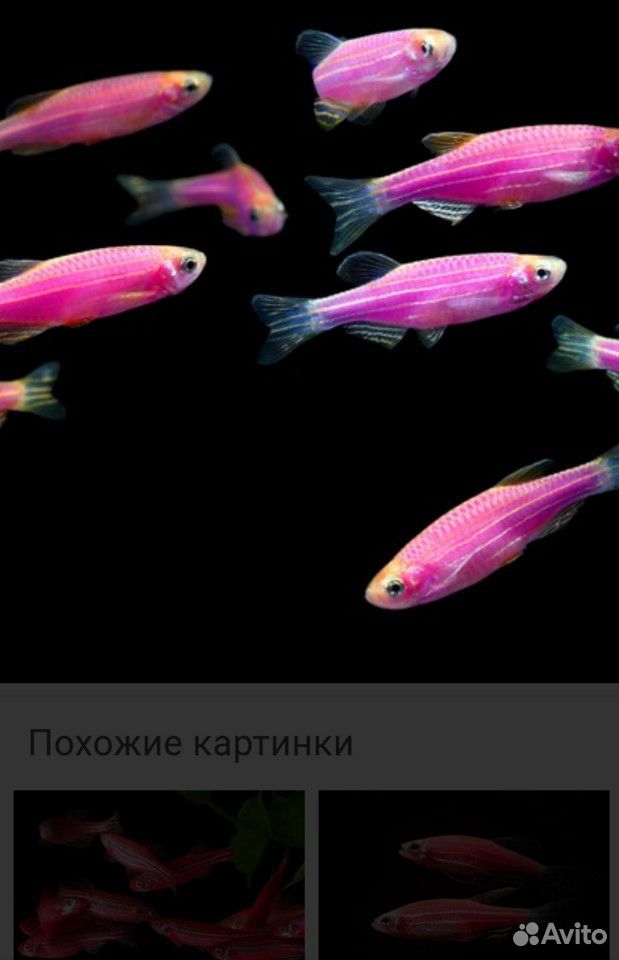 Аквариумная рыба купить на Зозу.ру - фотография № 1