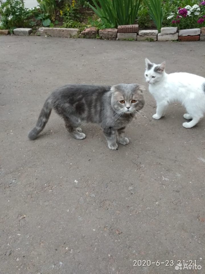 Кот ищет хозяина купить на Зозу.ру - фотография № 2