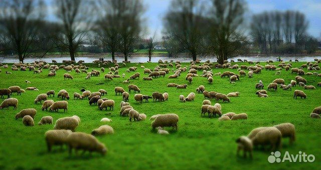 Овцы(матки) купить на Зозу.ру - фотография № 2