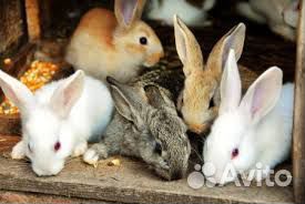 Красивые,здоровые кролики разной породы и возраста купить на Зозу.ру - фотография № 2