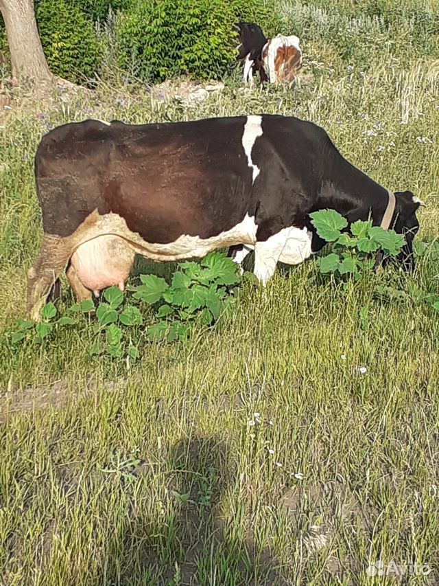 Продам коров купить на Зозу.ру - фотография № 4