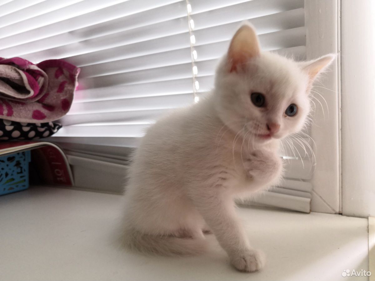Котенок белый купить на Зозу.ру - фотография № 2