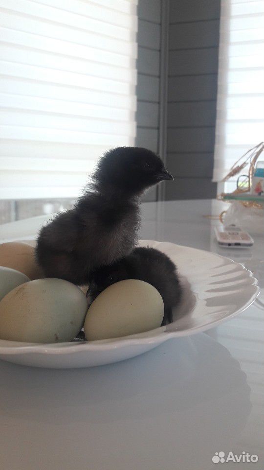 Цыплята и инкуб. яйцо ухейилюй купить на Зозу.ру - фотография № 2