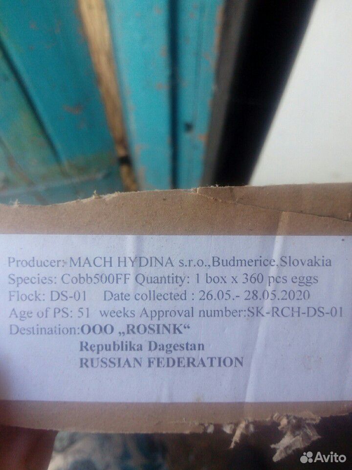 Цыпленок бройлер кобб 500 В наличии купить на Зозу.ру - фотография № 4