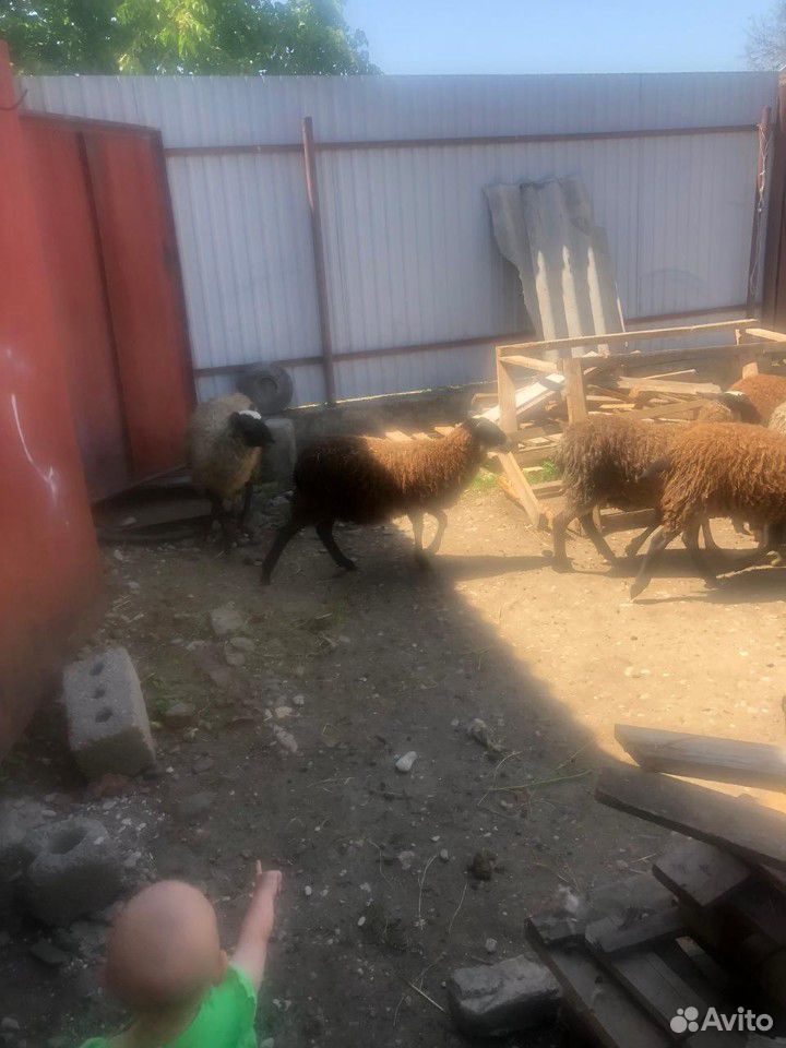 Овцы купить на Зозу.ру - фотография № 1