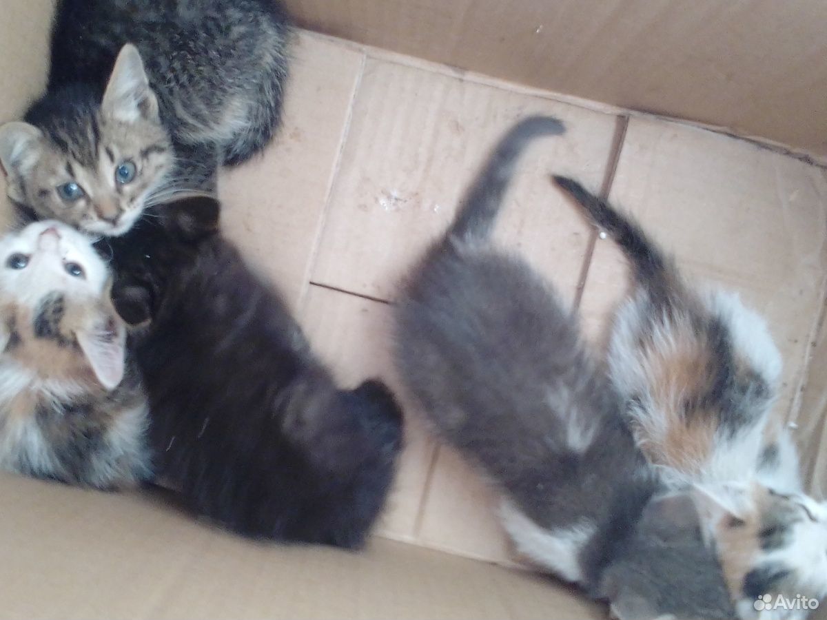 Маленькие котята купить на Зозу.ру - фотография № 3