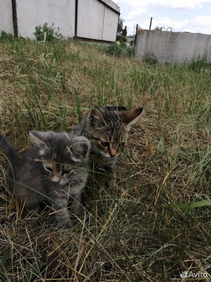 Котята купить на Зозу.ру - фотография № 3