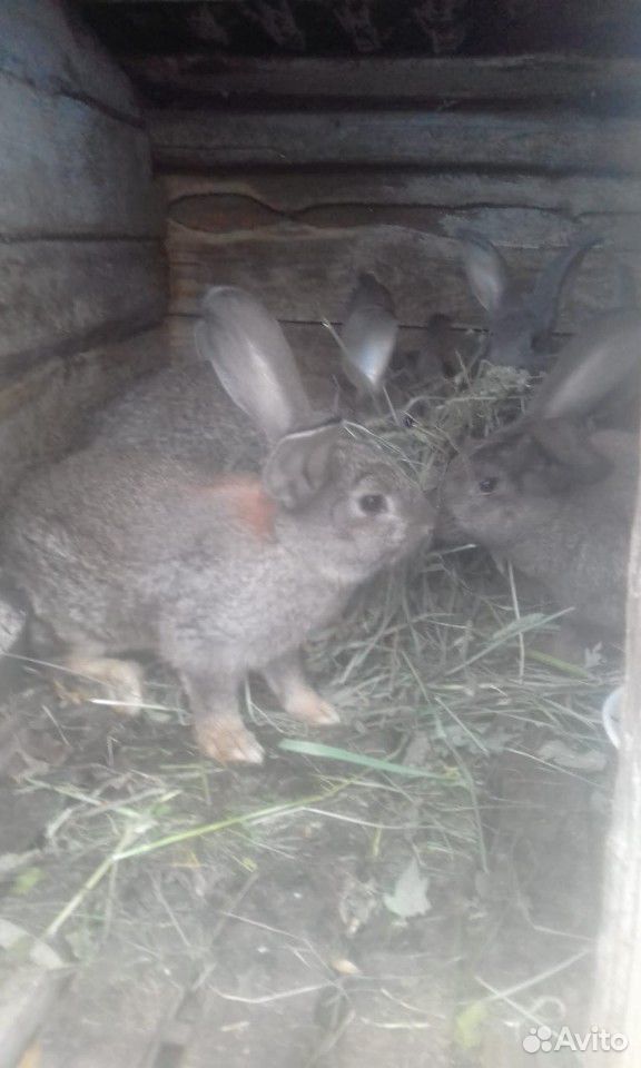 Крольчата 2,5 месяца купить на Зозу.ру - фотография № 1