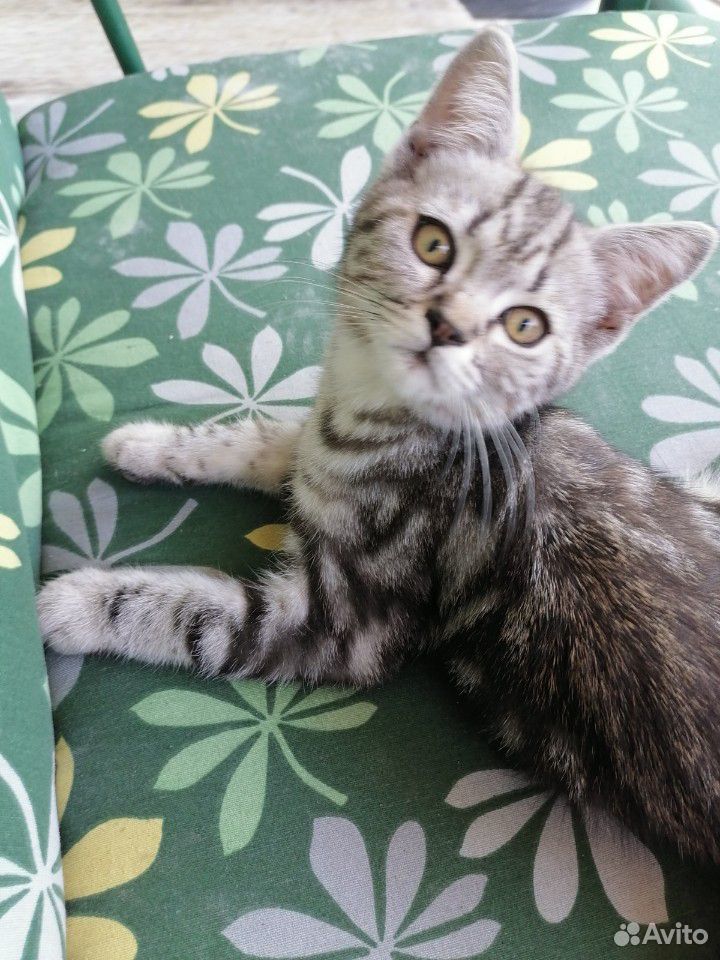 Котики от Шотландской кошки, 3 месяца, к лотку при купить на Зозу.ру - фотография № 3