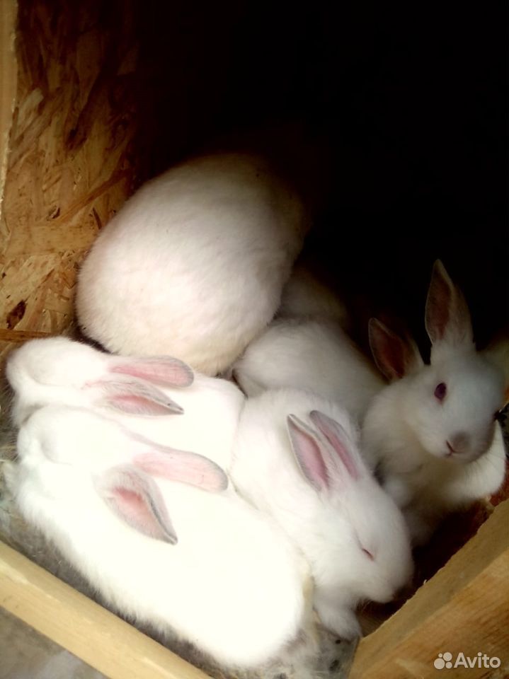 Кролики, крольчата месячные купить на Зозу.ру - фотография № 2