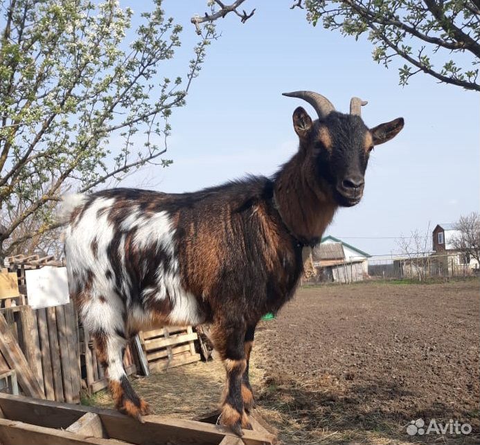 Камерунский козёл и козы купить на Зозу.ру - фотография № 1