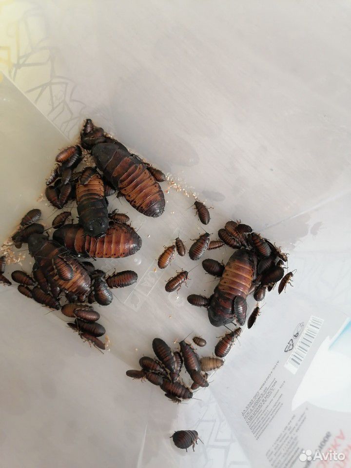 Мадагаскарские Гигантские Шипящие тараканы купить на Зозу.ру - фотография № 2