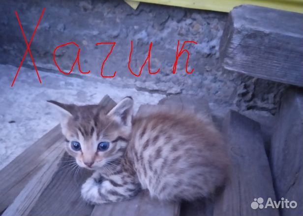 Отдам смышленных и веселых котят в добрые руки купить на Зозу.ру - фотография № 3