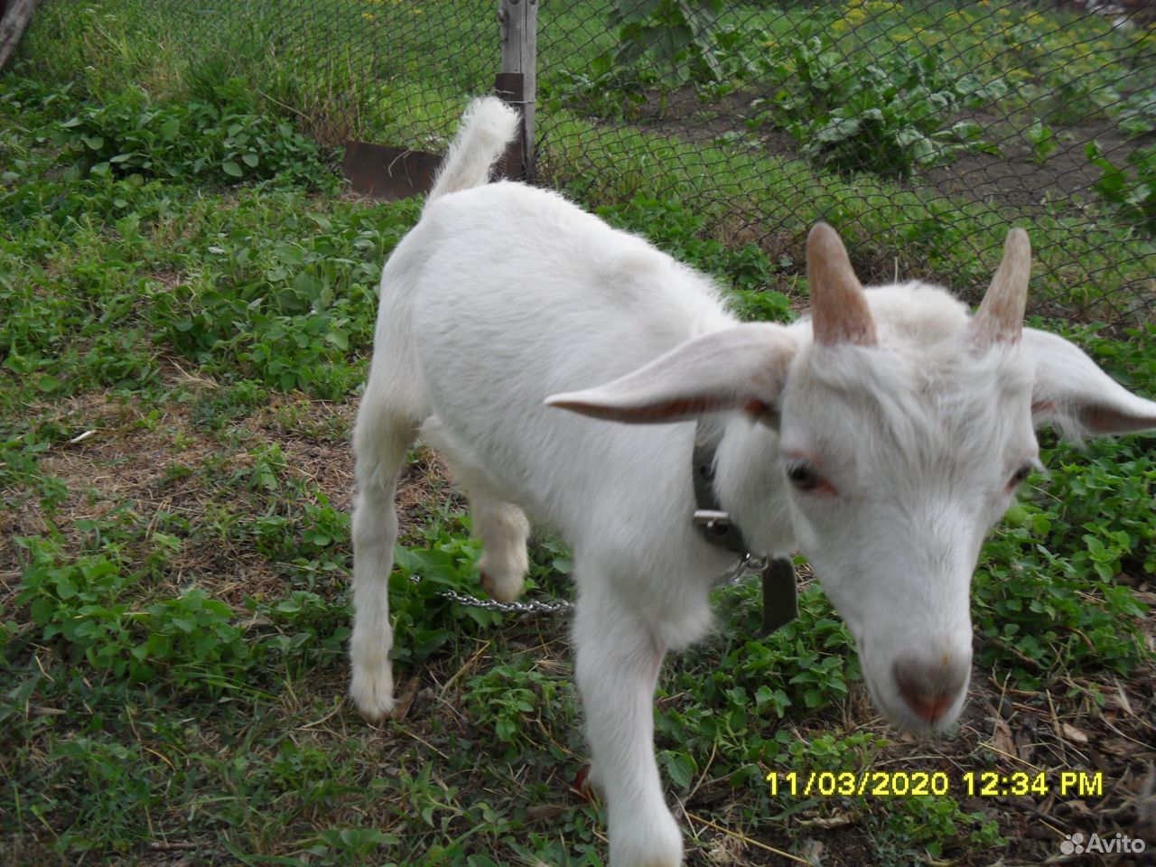 Козлята козы купить на Зозу.ру - фотография № 4
