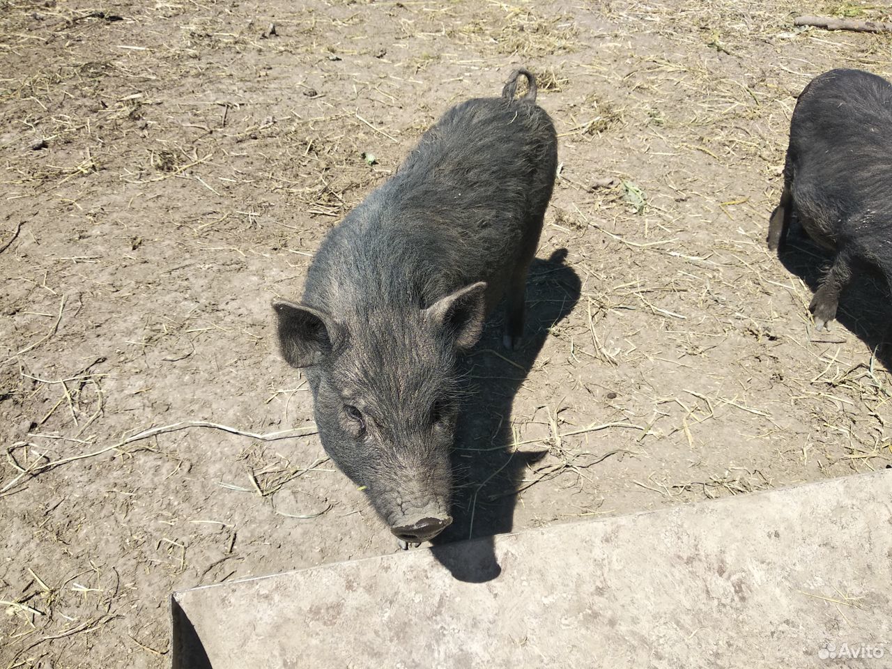 Вьетнамские свиньи купить на Зозу.ру - фотография № 3