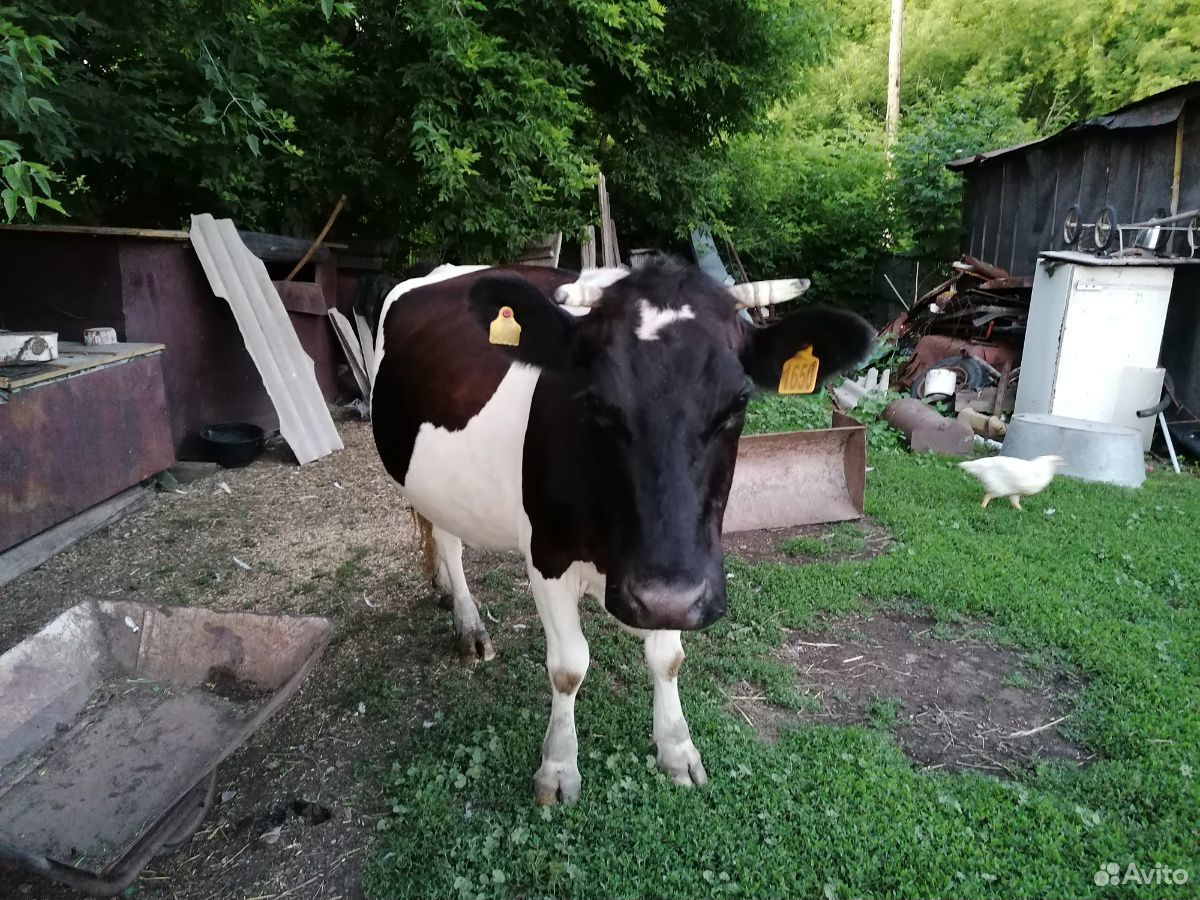 Корова, тёлка, телёнок купить на Зозу.ру - фотография № 1