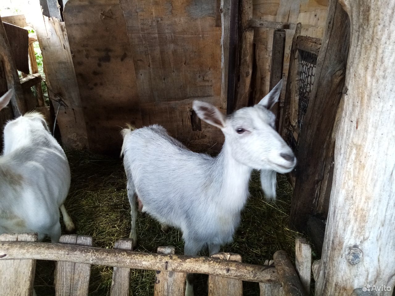 Продам молочную козу купить на Зозу.ру - фотография № 1