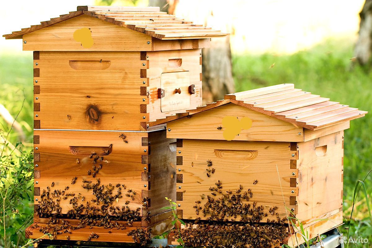 Пчелосемьи и оборудование для пчел купить на Зозу.ру - фотография № 1