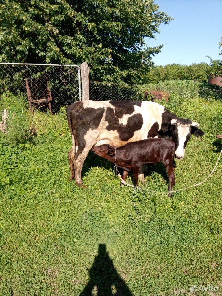 Корова с теленком и бычек купить на Зозу.ру - фотография № 2