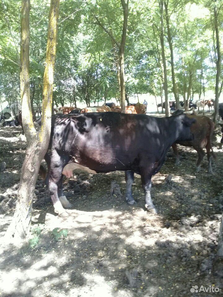 Коровы быки телки купить на Зозу.ру - фотография № 10