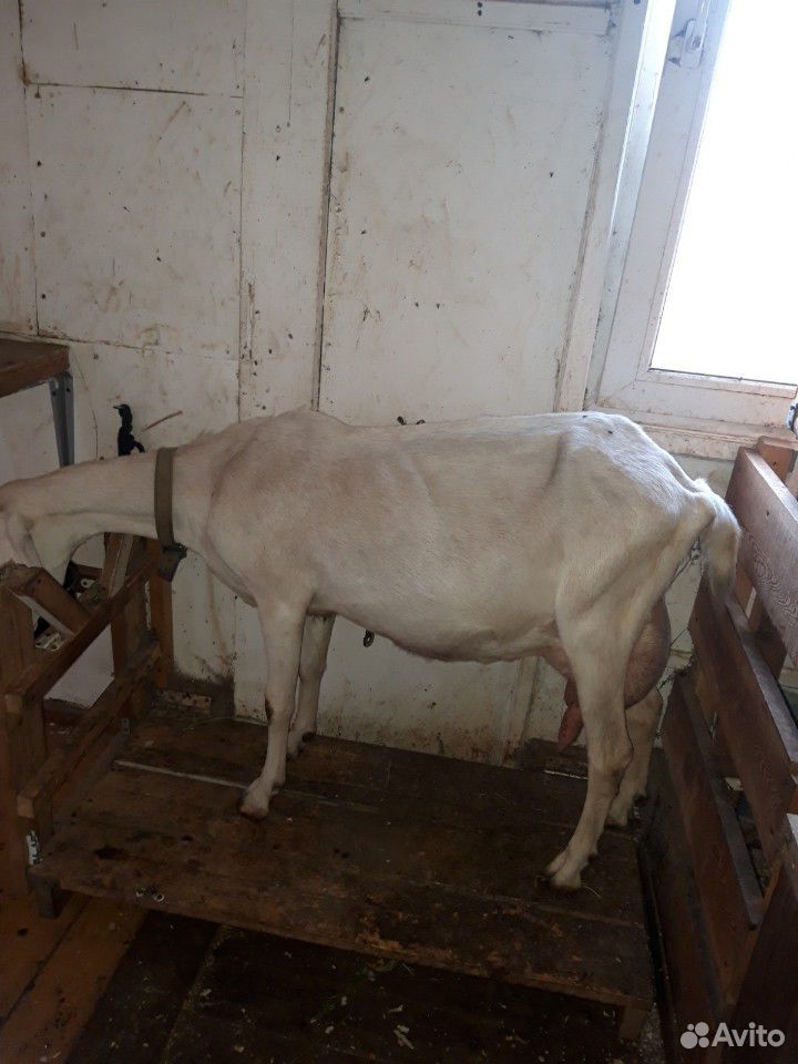 Англо-нубийские козы купить на Зозу.ру - фотография № 4