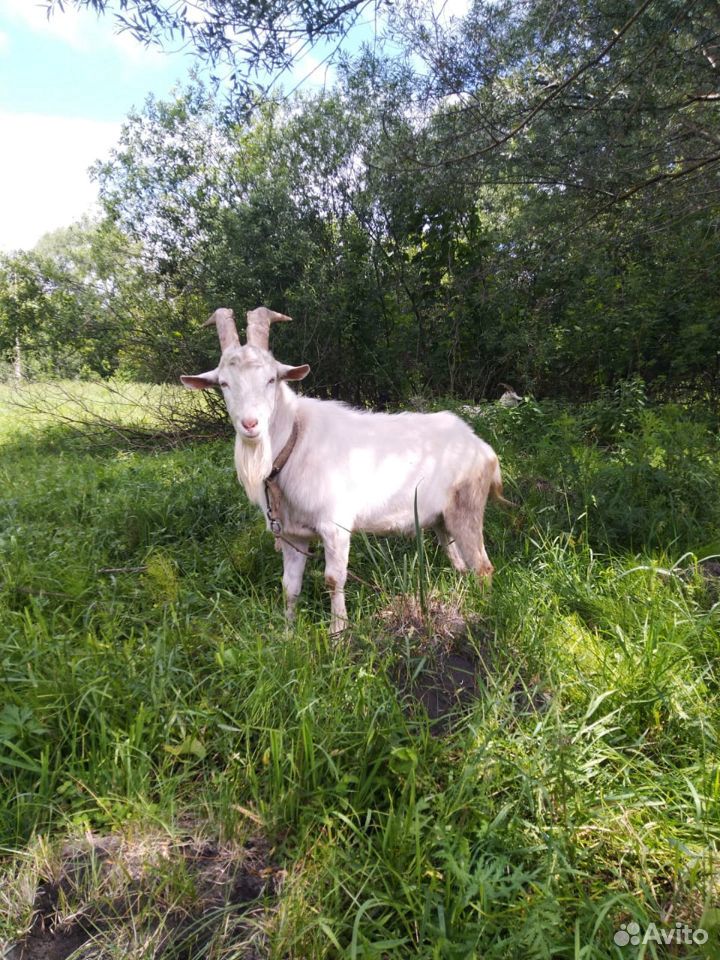Дойные козы, Племенной козел, козлята купить на Зозу.ру - фотография № 6