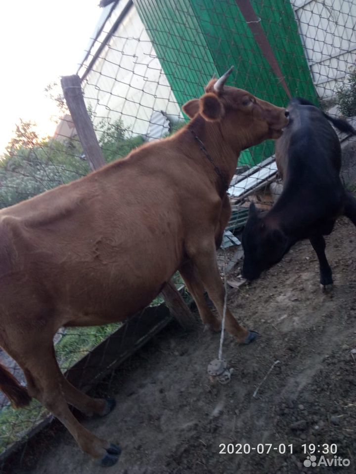 Корова два телёнка купить на Зозу.ру - фотография № 2