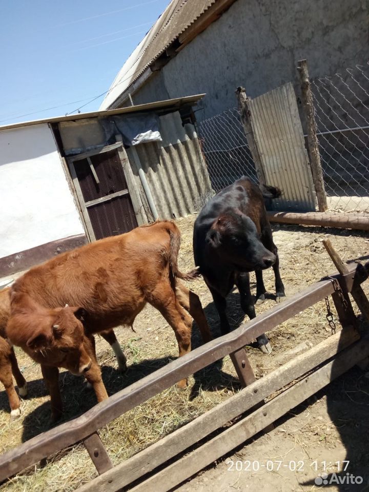 Корова два телёнка купить на Зозу.ру - фотография № 5