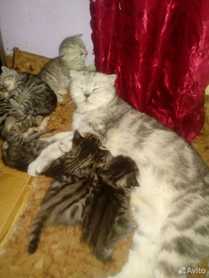 Очень симпатичные котята от шотландки купить на Зозу.ру - фотография № 1