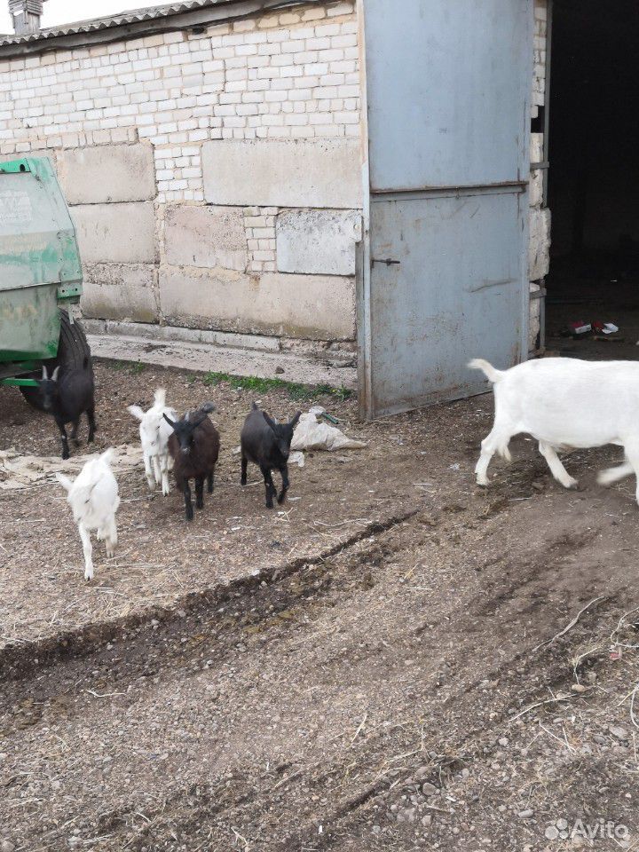 Баран овцы козы купить на Зозу.ру - фотография № 8