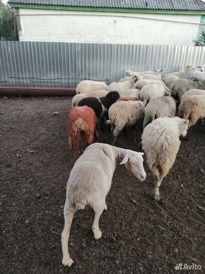 Продам овец и ягнят купить на Зозу.ру - фотография № 5