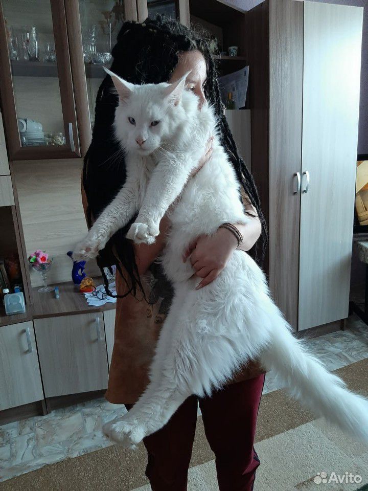 Продам котят породы мейн-кун купить на Зозу.ру - фотография № 3