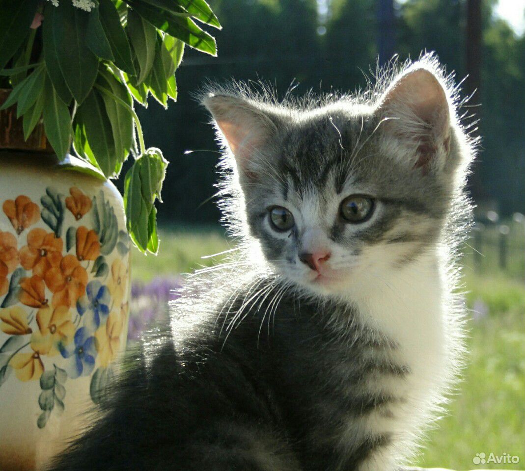 Котик от Кошки породы Невская Маскарадная купить на Зозу.ру - фотография № 1