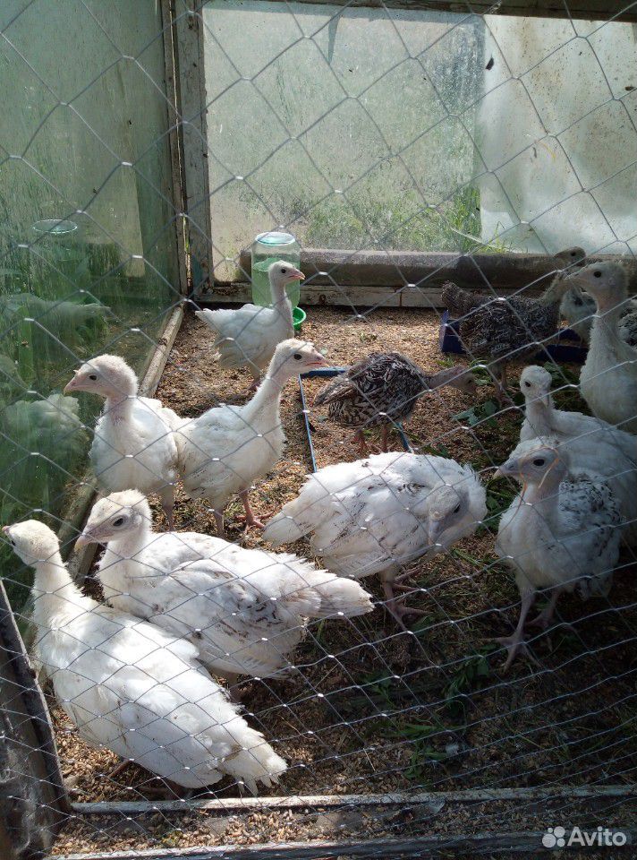 Утята индюшата цыплята все свое купить на Зозу.ру - фотография № 3