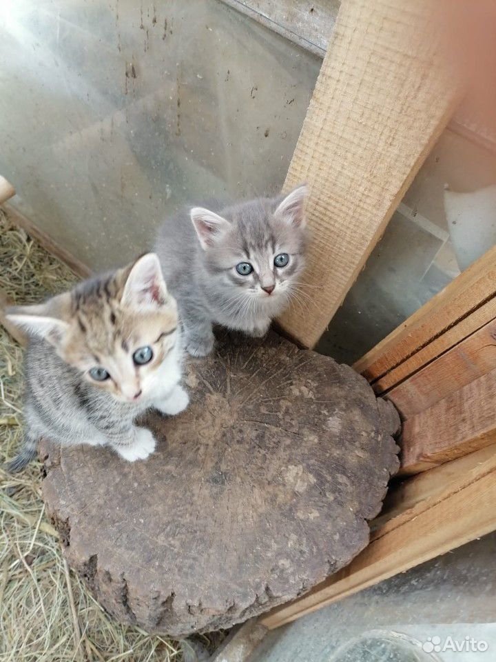 Котячки мелкие купить на Зозу.ру - фотография № 3