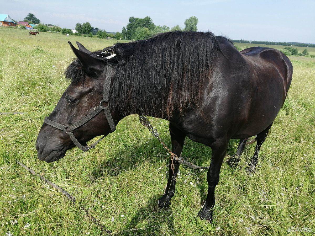 Лошади кобылы купить на Зозу.ру - фотография № 1