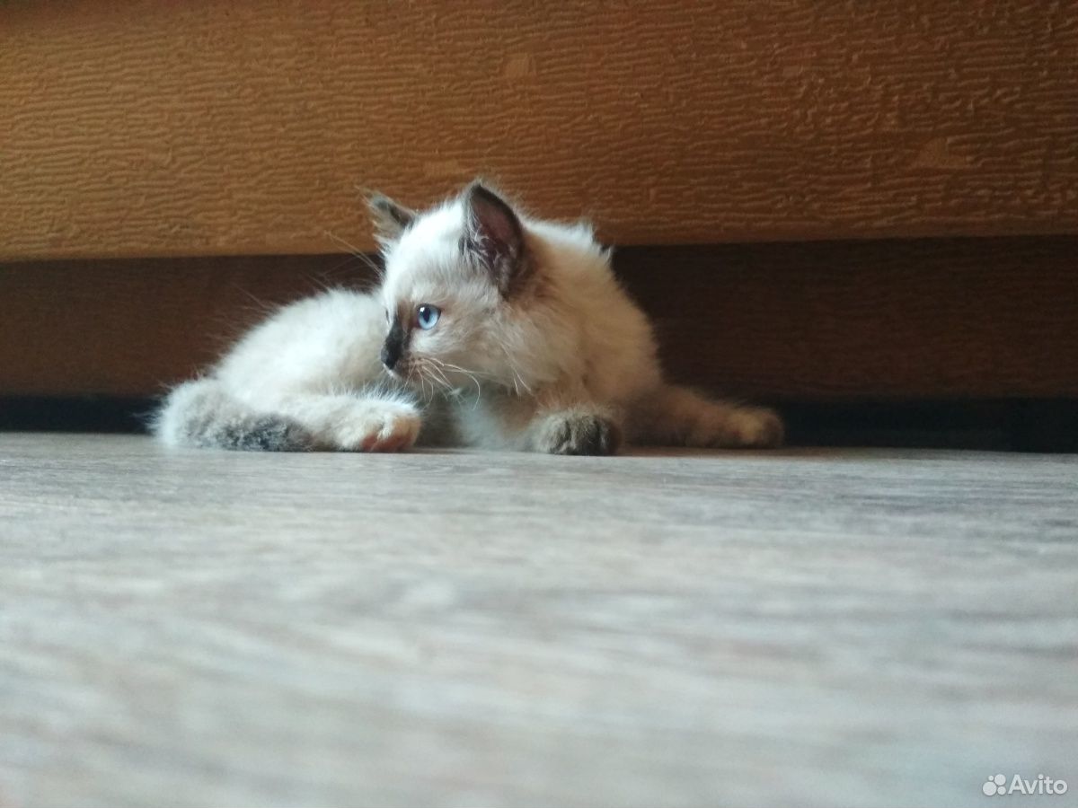 Котёнок породы Рэгдолл бесплатно купить на Зозу.ру - фотография № 5