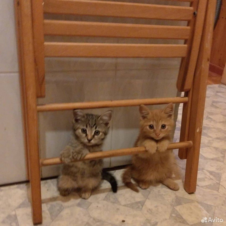 Кошка и кот купить на Зозу.ру - фотография № 2