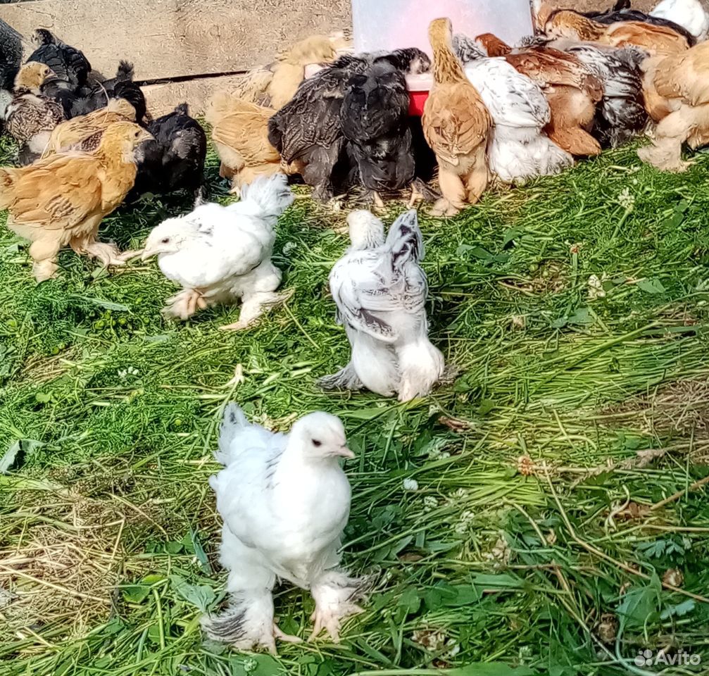 Породистые цыплята брама купить на Зозу.ру - фотография № 9