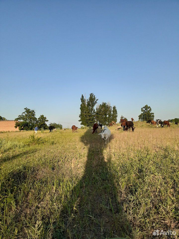 Коровы телки родят зимой купить на Зозу.ру - фотография № 2