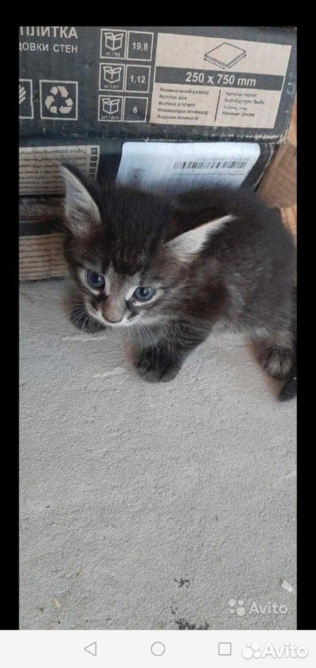 Красивый полосатый котенок темного окраса купить на Зозу.ру - фотография № 4